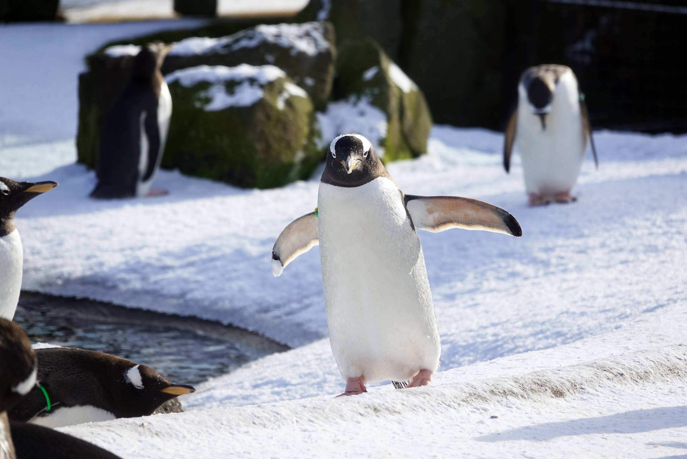 Gentoo penguins in the snow at Edinburgh Zoo. IMAGE: Katie Paton 2018